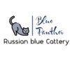 Russian Blue kittens as family pets